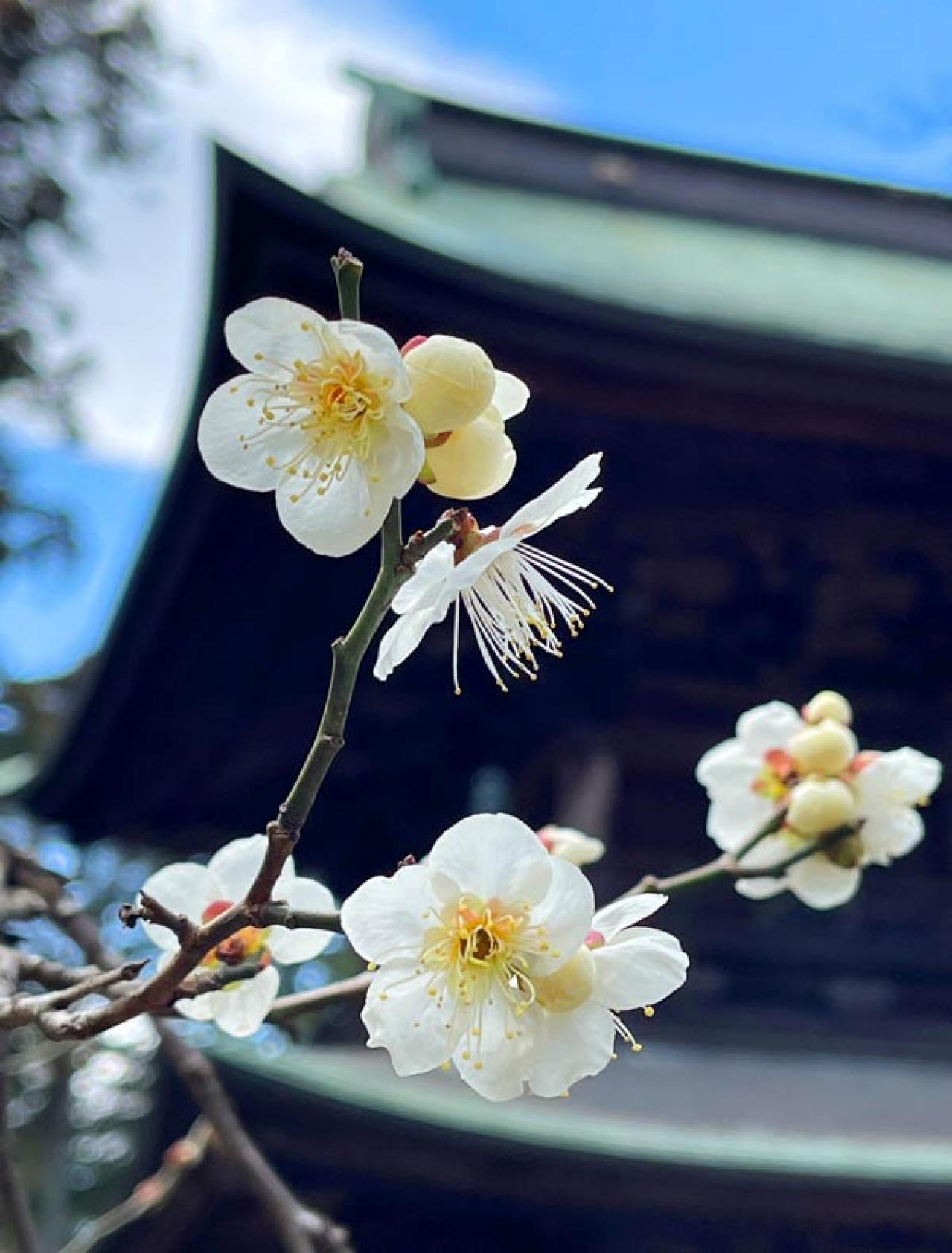 失敗しない桜撮影！スマホで映える9つのテクニックをプロが伝授（画像10）