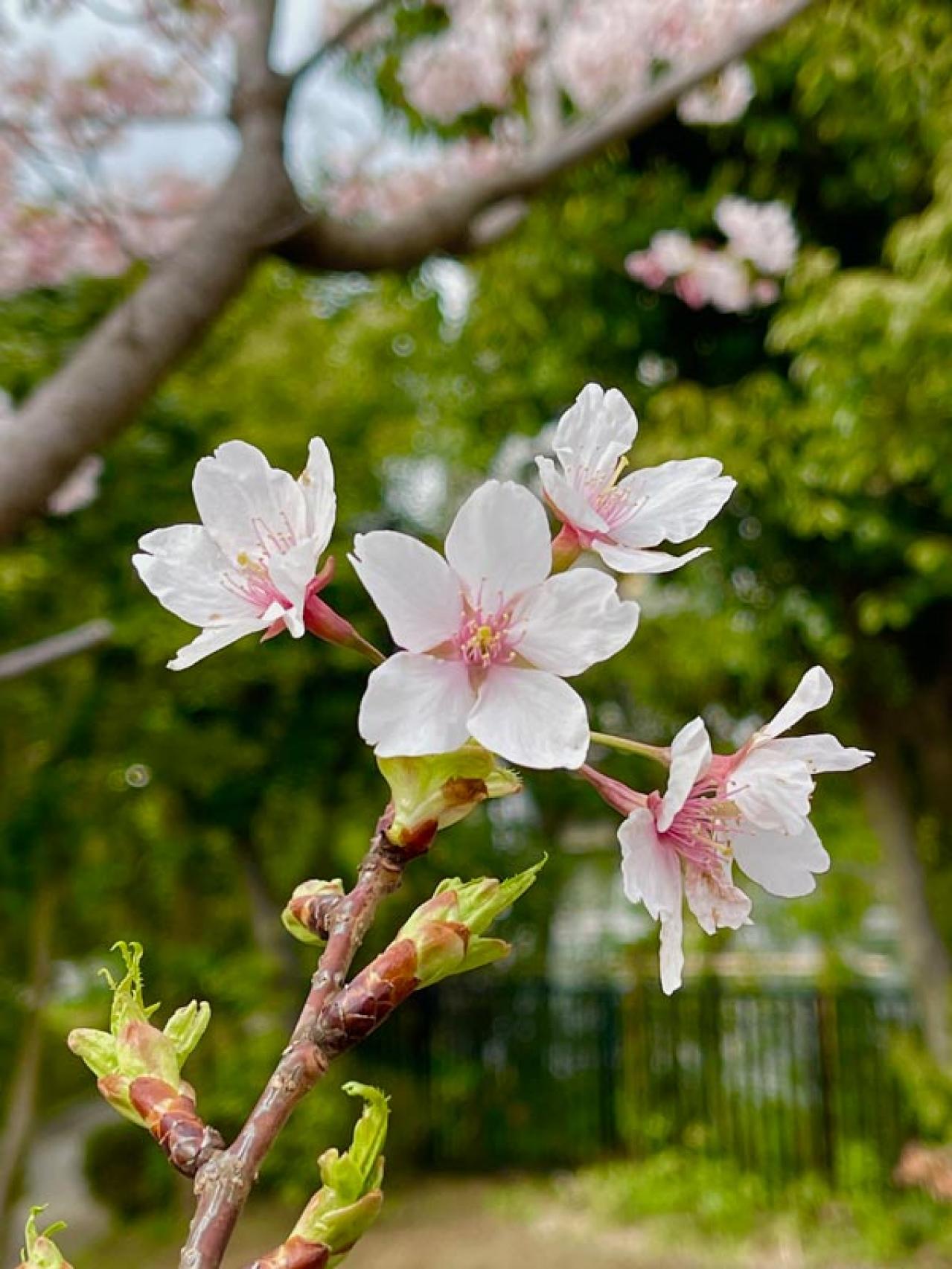 失敗しない桜撮影！スマホで映える9つのテクニックをプロが伝授（画像6）