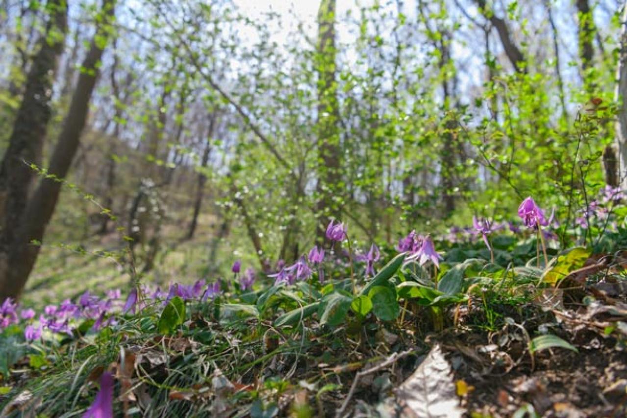 【ガーデニング】春の妖精を咲かせたい！　８種のスプリング・エフェメラル【毎年彩る多年草】（画像10）