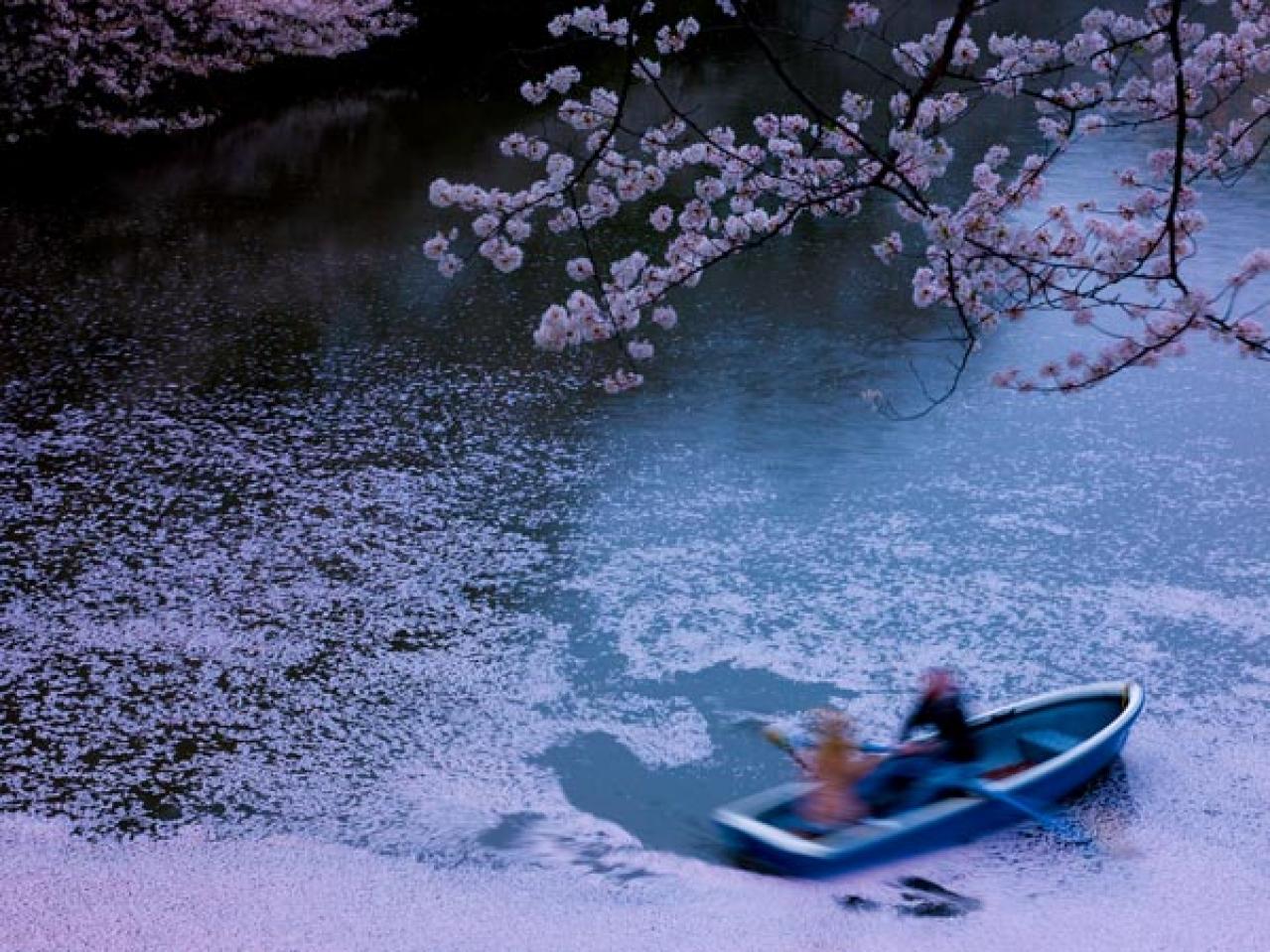 失敗しない桜撮影！スマホで映える9つのテクニックをプロが伝授（画像18）