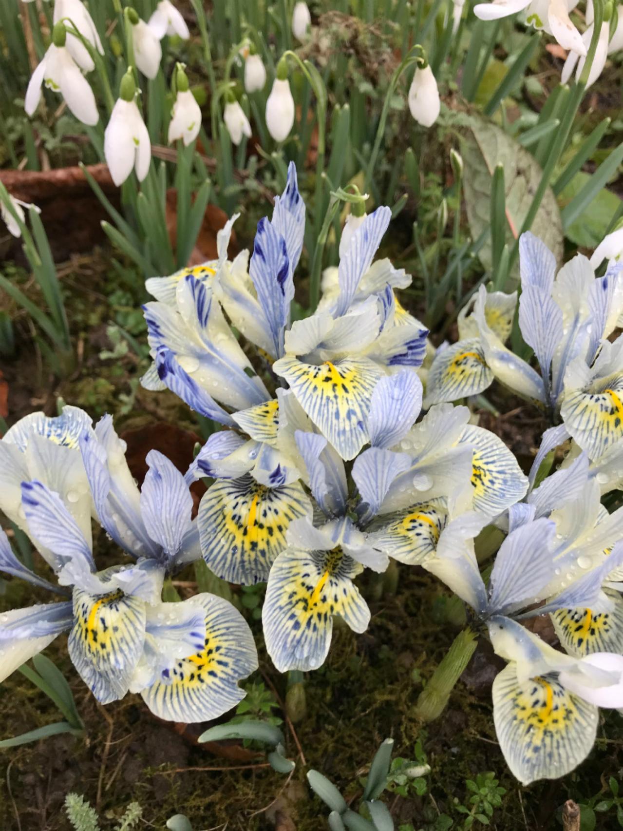 ミニチュアのアイリス