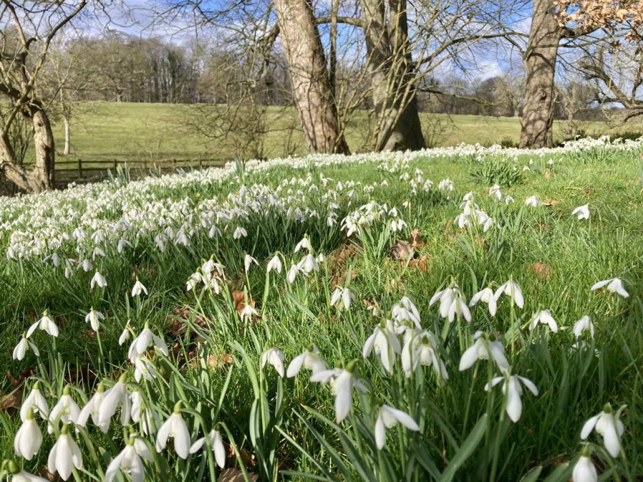 純白の花嫁 スノードロップ