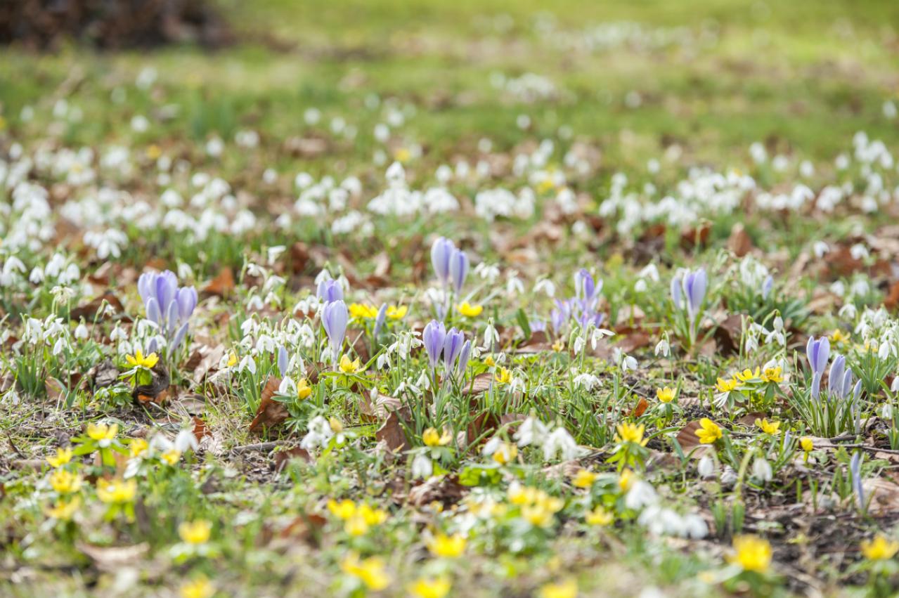 【英国流ガーデニング】春咲きの球根、スプリングジェムは早春の宝石。スノードロップやアイリスを楽しむ