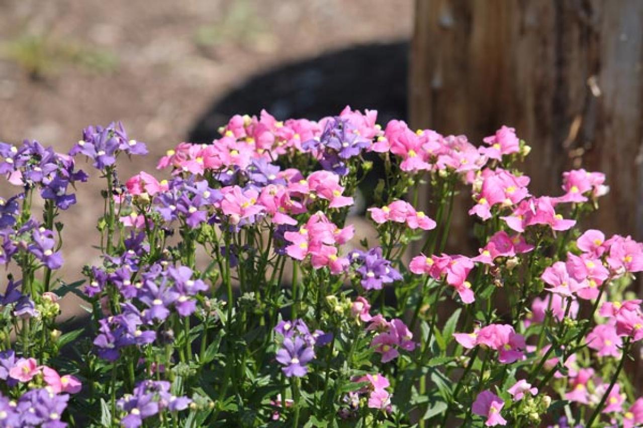 【ガーデニング】春の鉢植え7選　何度も咲く四季咲き性の花も！（画像6）