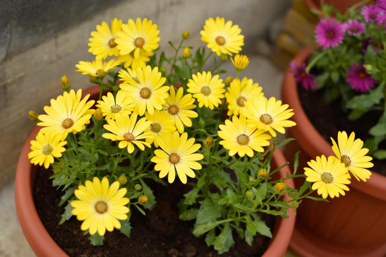 【ガーデニング】春の鉢植え7選　何度も咲く四季咲き性の花も！