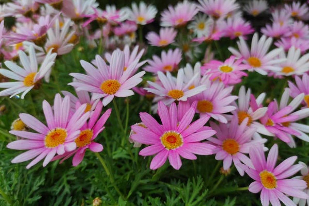 【ガーデニング】春の鉢植え7選　何度も咲く四季咲き性の花も！（画像9）