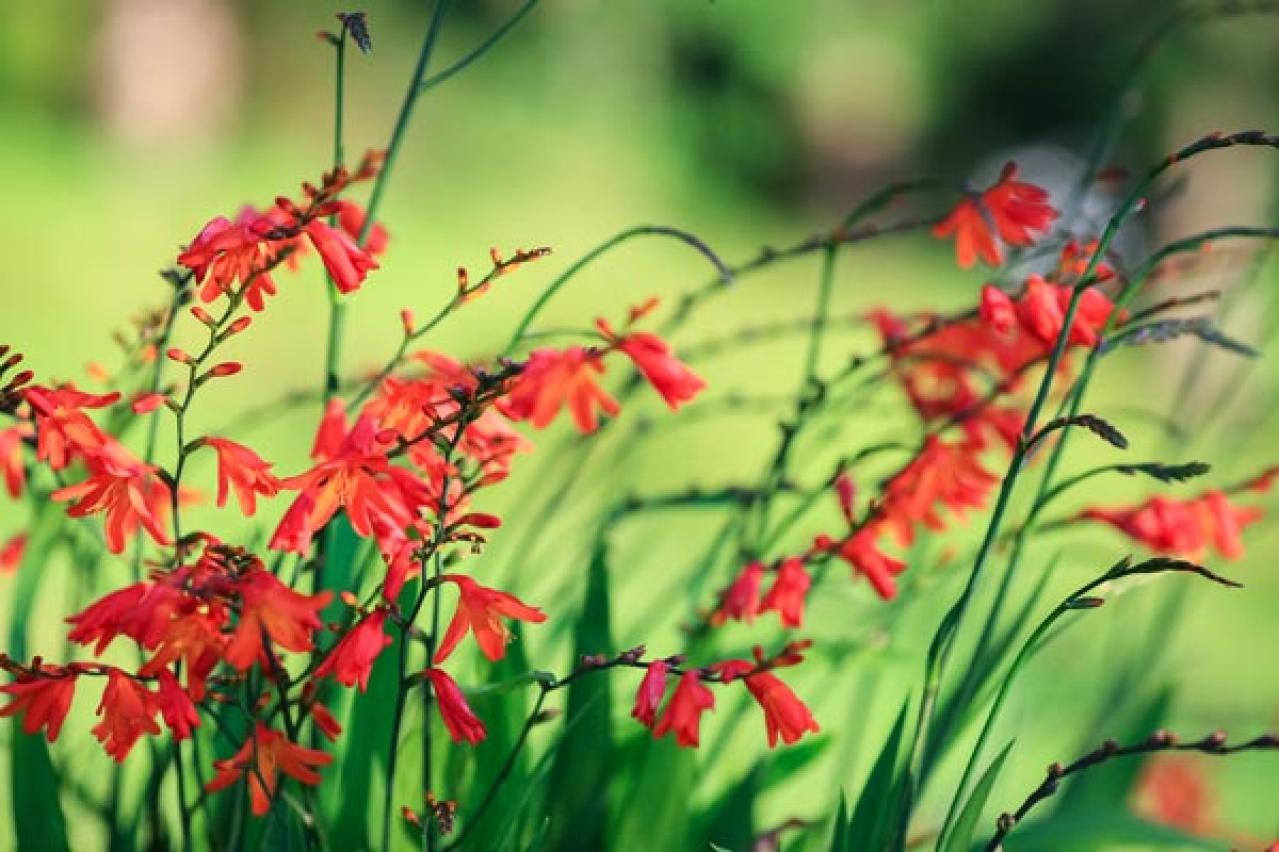【ガーデニング】春植え球根８選　夏に華やかに咲く大きな花は、春が植えどき（画像8）