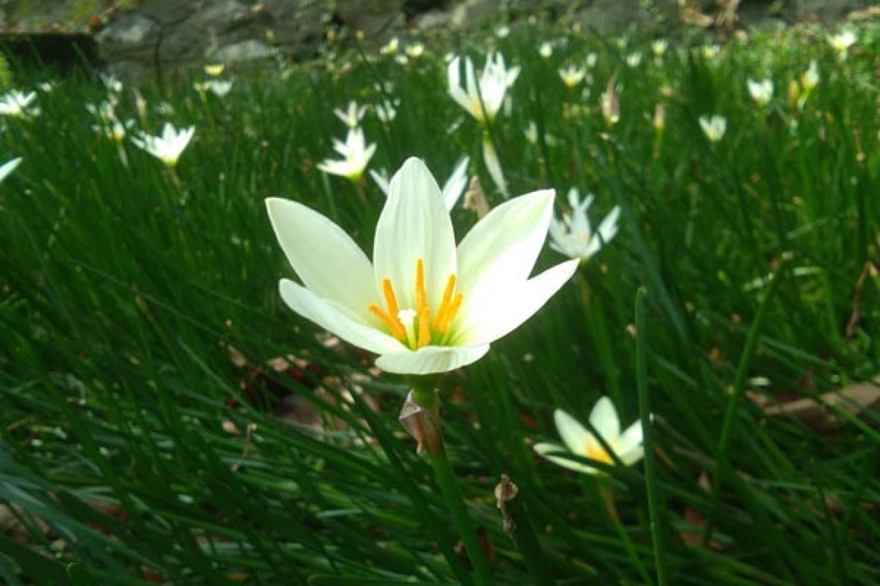 【ガーデニング】春植え球根８選　夏に華やかに咲く大きな花は、春が植えどき（画像10）