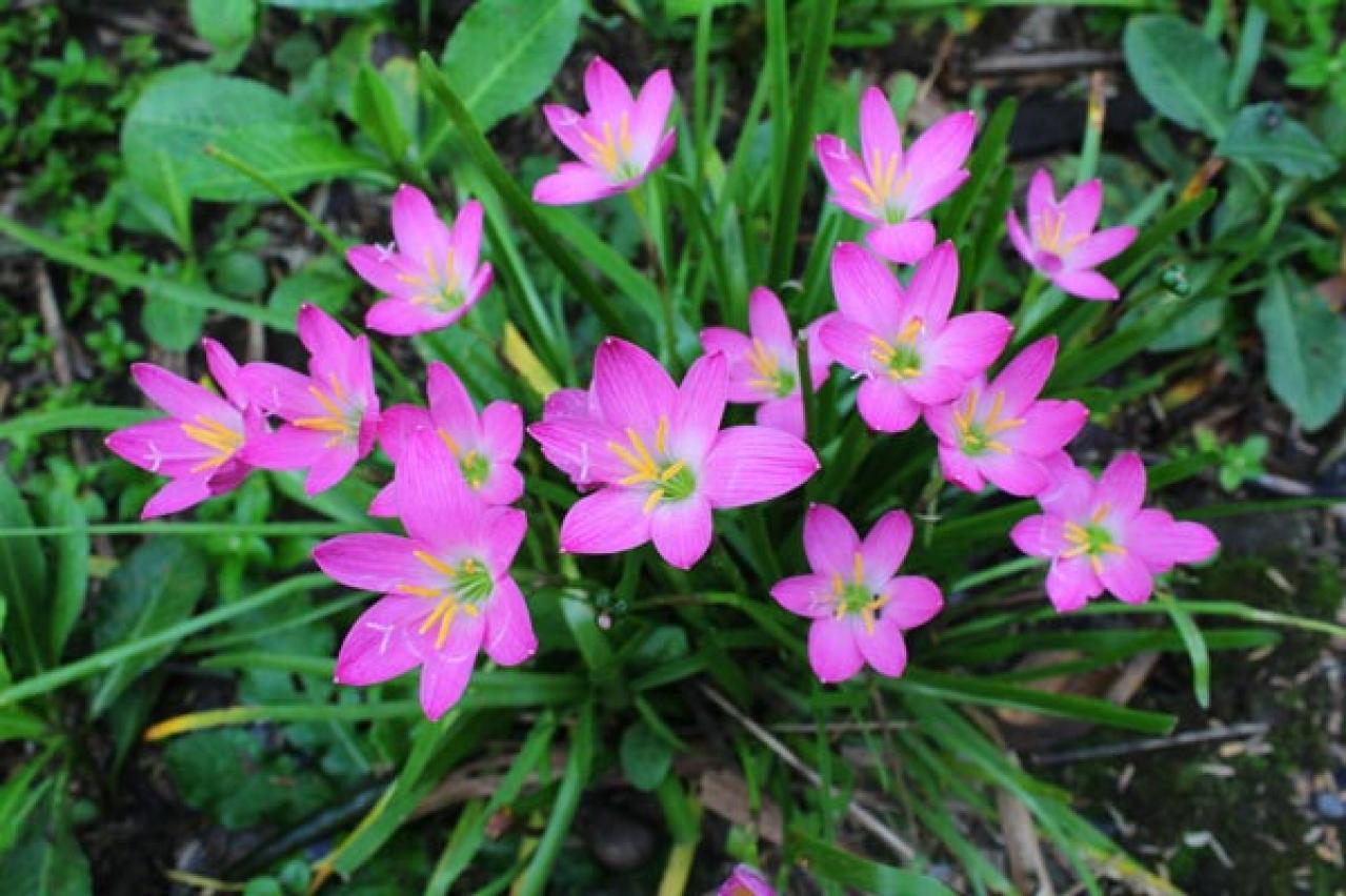 【ガーデニング】春植え球根８選　夏に華やかに咲く大きな花は、春が植えどき（画像11）