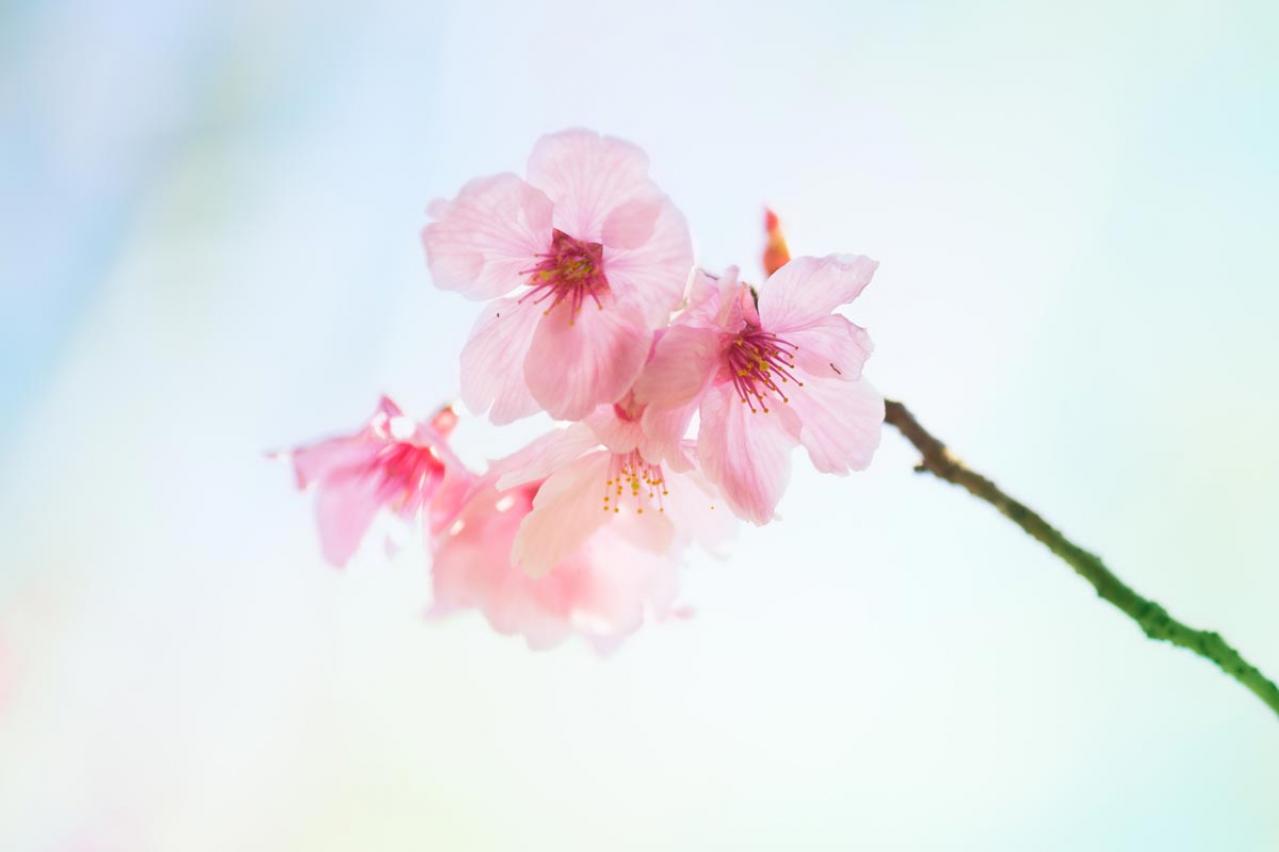 桜をスマホできれいに撮る方法。プロの写真家が教える９つの基本テクニック