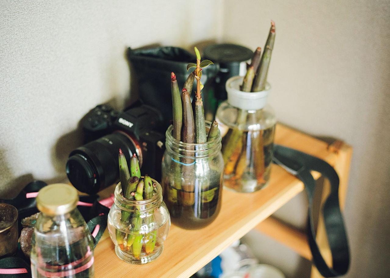 森の中にいるような、賃貸マンションのバルコニー【実例】「植物おしゃれに飾るのではなく、共生しています」（画像12）