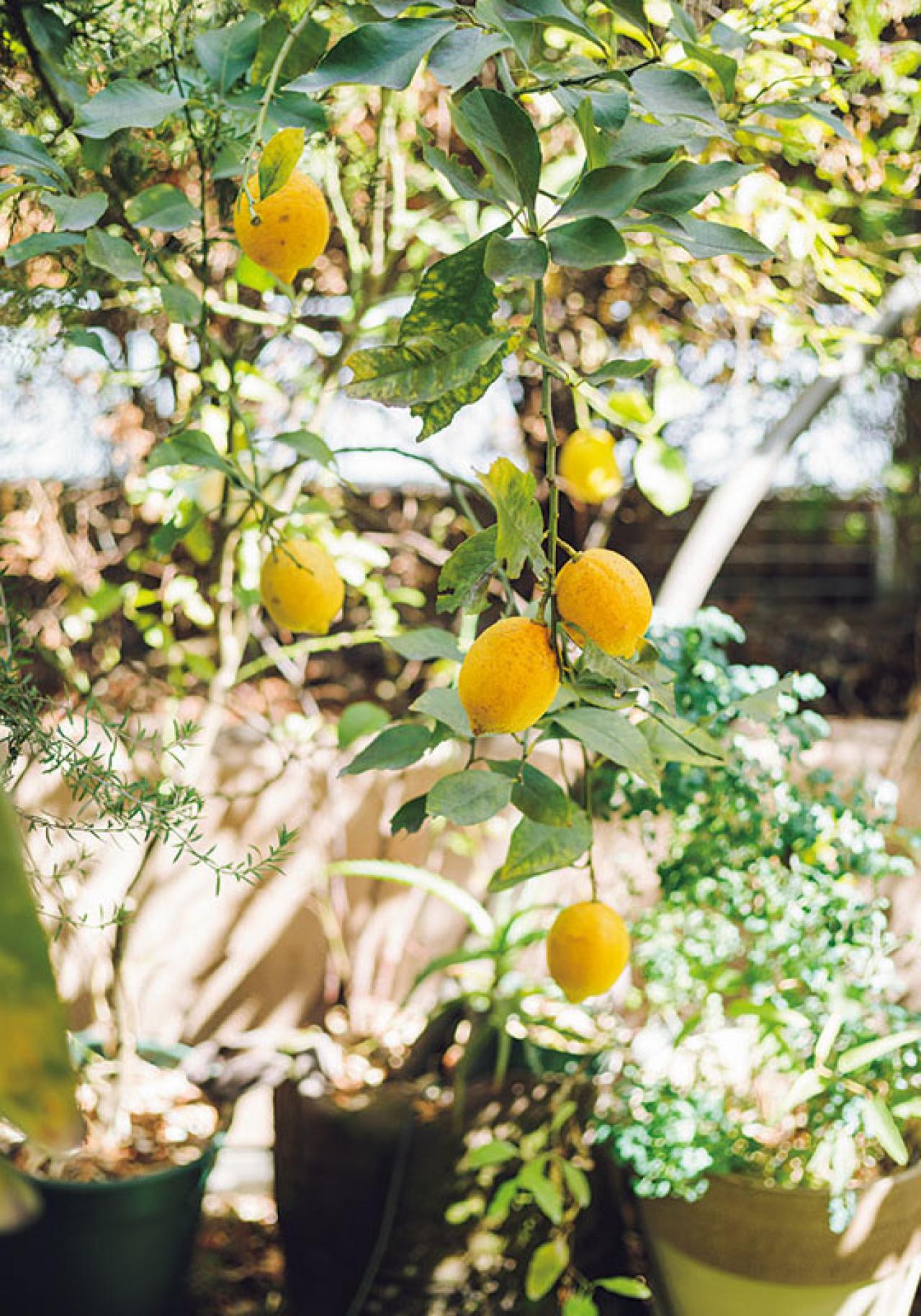 森の中にいるような、賃貸マンションのバルコニー【実例】「植物おしゃれに飾るのではなく、共生しています」（画像5）
