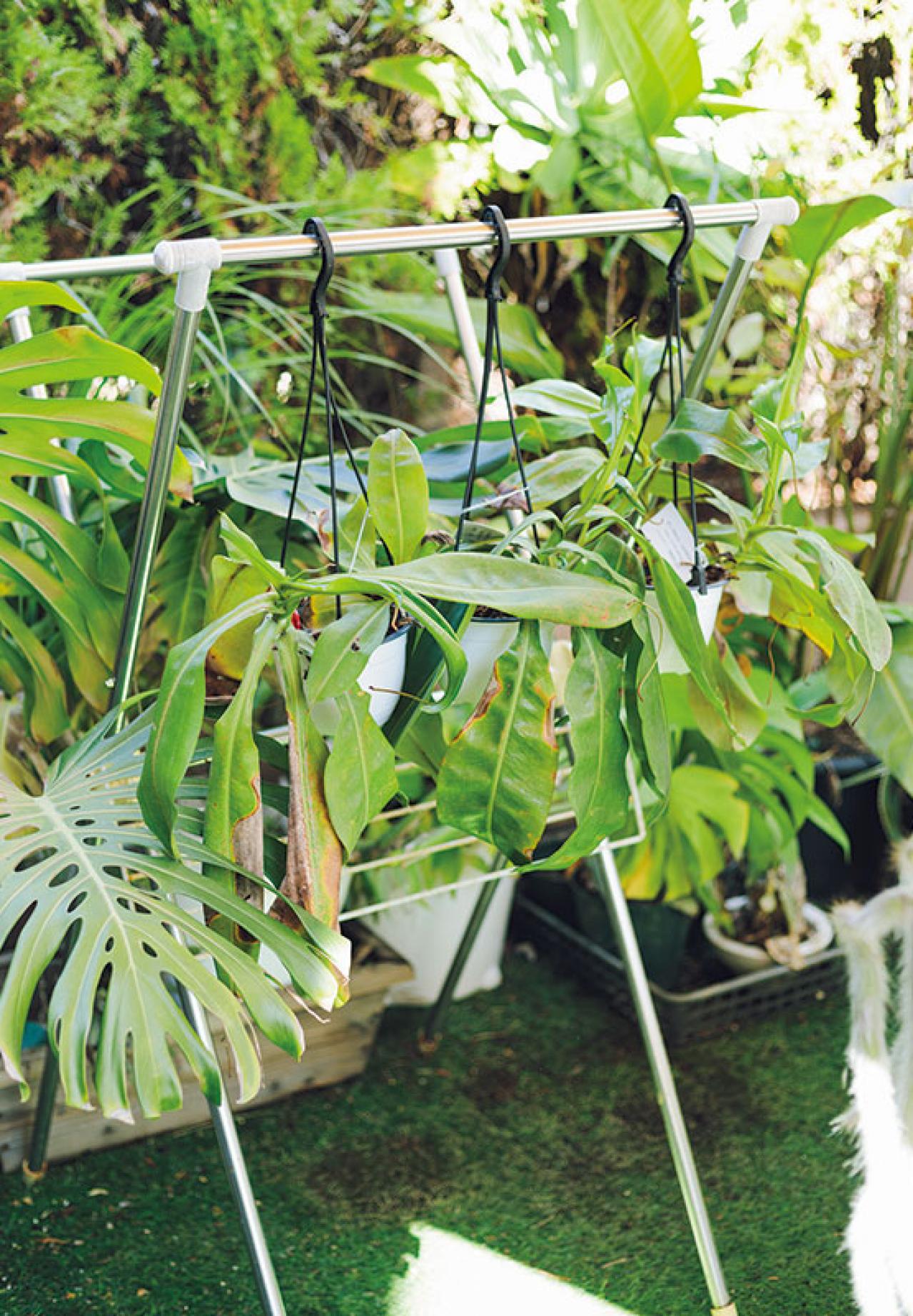 森の中にいるような、賃貸マンションのバルコニー【実例】「植物おしゃれに飾るのではなく、共生しています」（画像8）