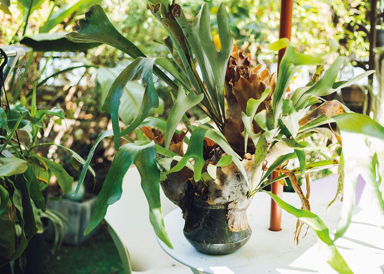 森の中にいるような、賃貸マンションのバルコニー【実例】「植物おしゃれに飾るのではなく、共生しています」（画像7）