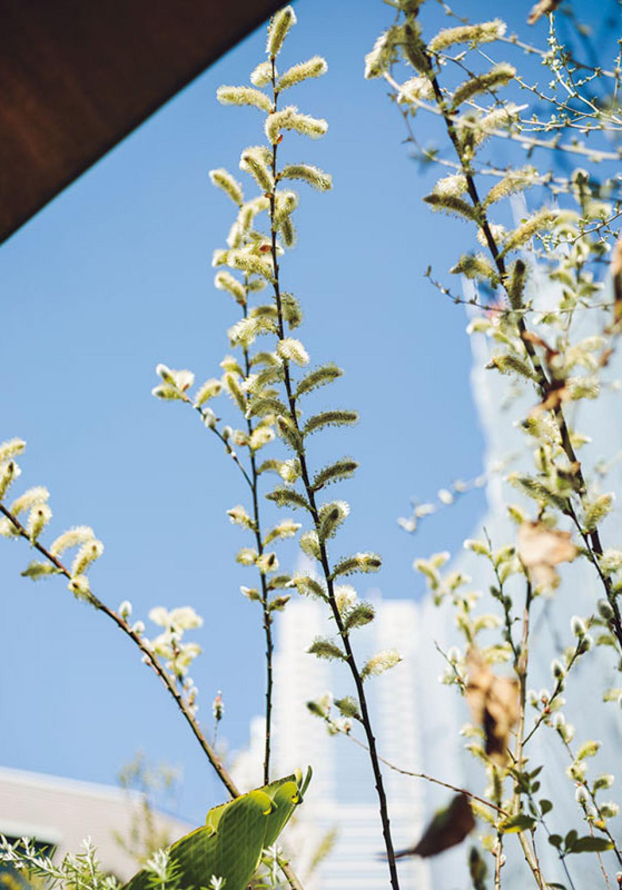 森の中にいるような、賃貸マンションのバルコニー【実例】「植物おしゃれに飾るのではなく、共生しています」（画像3）