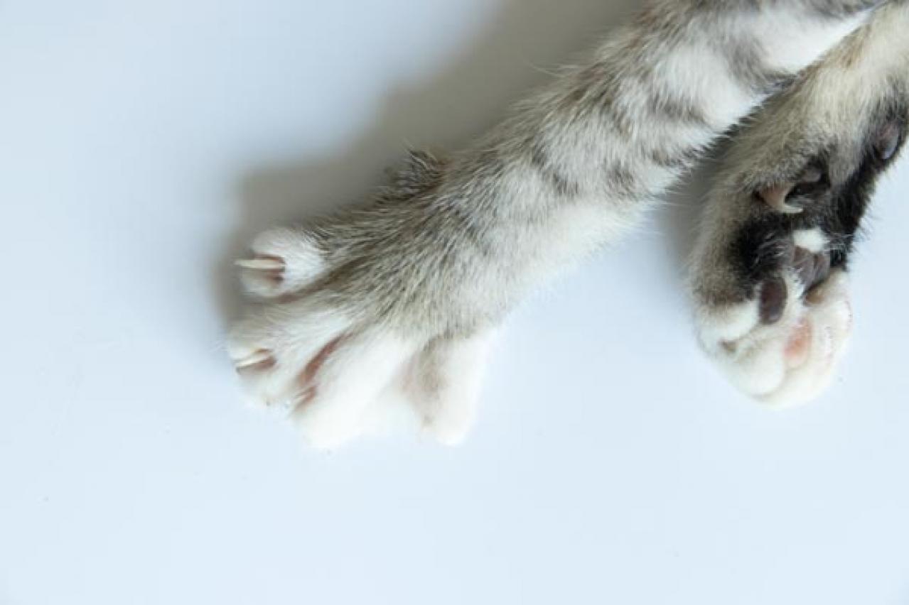 【猫の実話】猫は飼い主のことを観察していると思う。「がんばりすぎなくていい」と気づかせてくれた （画像2）