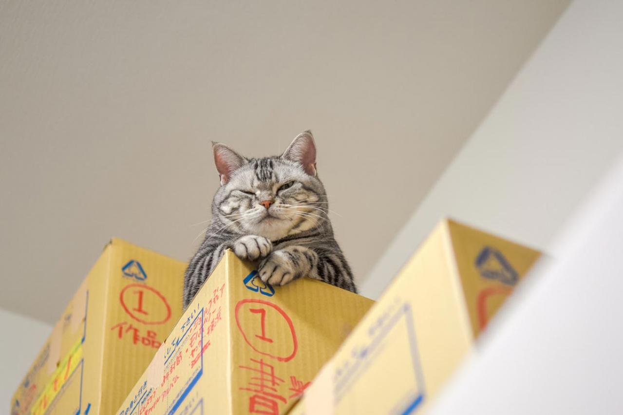 【猫の実話】猫は飼い主のことを観察していると思う。「がんばりすぎなくていい」と気づかせてくれた 