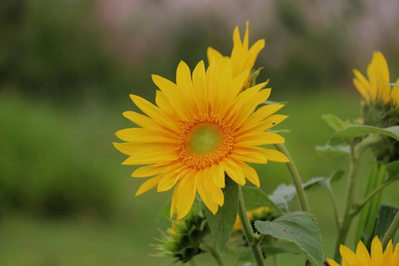 【ガーデニング】春にタネをまく一年草8選　夏に色とりどりの花を咲かせる（画像4）