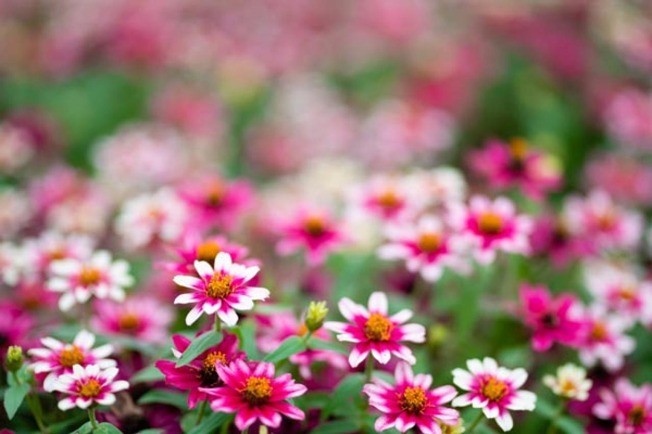 【ガーデニング】春にタネをまく一年草8選　夏に色とりどりの花を咲かせる（画像3）