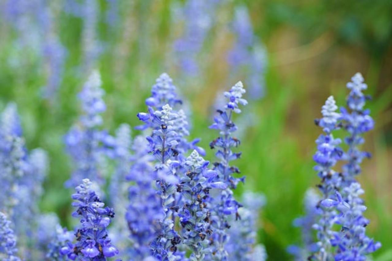 【ガーデニング】春にタネをまく一年草8選　夏に色とりどりの花を咲かせる（画像6）