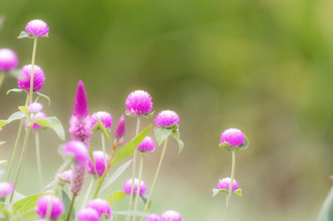 タネから育てて秋まで咲かせる【ガーデニング】春まきの一年草に挑戦する！（画像8）