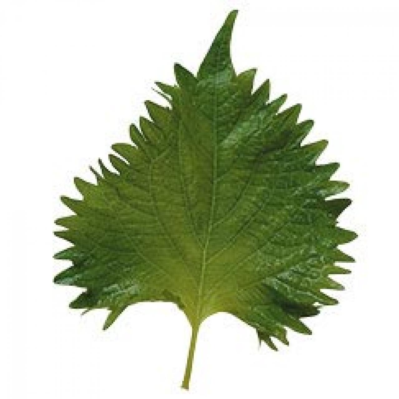 なす、きゅうり、セロリの即席漬け物。塩分控えめ＆わずか２時間で完成！（画像7）