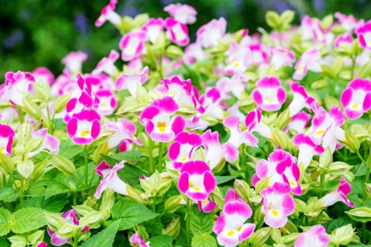 【ガーデニング】春から秋まで咲く コスパ抜群の花［8選］元気に長く咲かせるポイントは？（画像4）