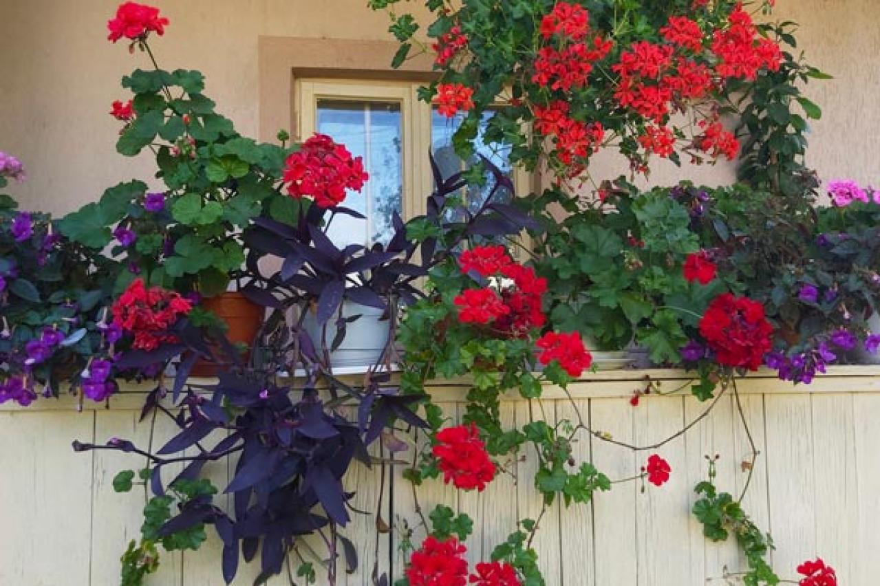 【ガーデニング】春から秋まで咲く コスパ抜群の花［8選］元気に長く咲かせるポイントは？（画像11）