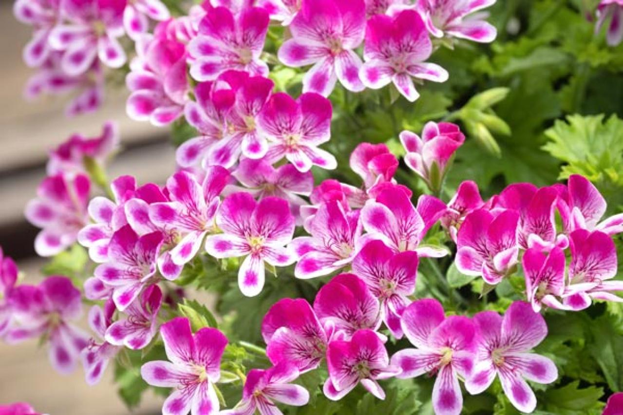 【ガーデニング】春から秋まで咲く コスパ抜群の花［8選］元気に長く咲かせるポイントは？（画像8）