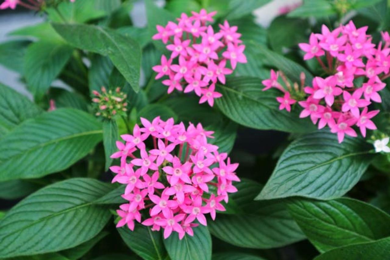 【ガーデニング】春から秋まで咲く コスパ抜群の花［8選］元気に長く咲かせるポイントは？（画像10）