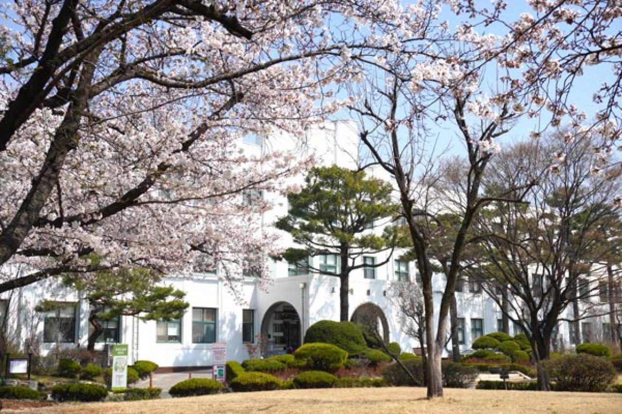 ソウルも桜が満開！ 昔ながらの街並みが残る北村～三清洞は散歩が楽しいコース（画像6）