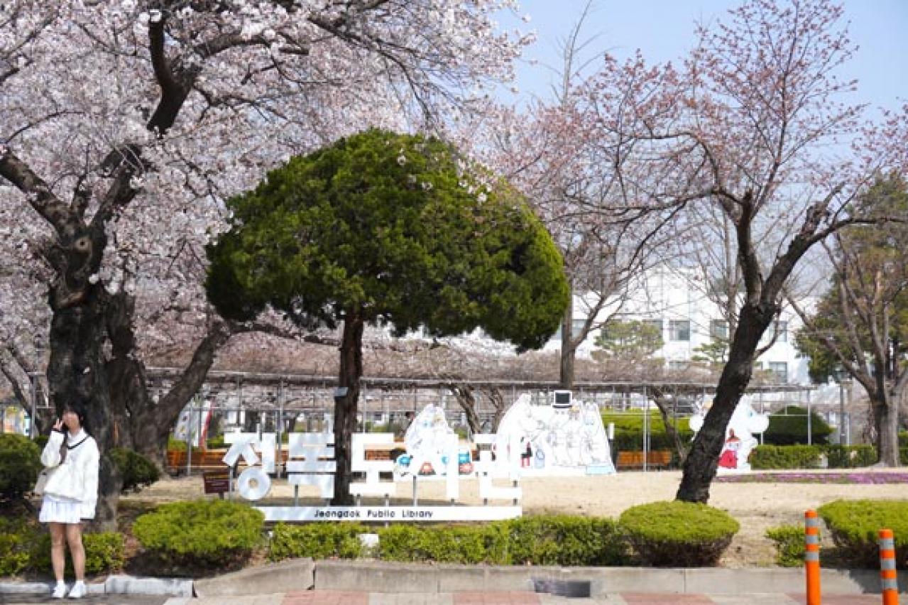 ソウルも桜が満開！ 昔ながらの街並みが残る北村～三清洞は散歩が楽しいコース（画像4）