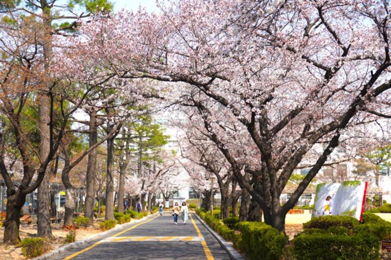 ソウルも桜が満開！ 昔ながらの街並みが残る北村～三清洞は散歩が楽しいコース（画像5）
