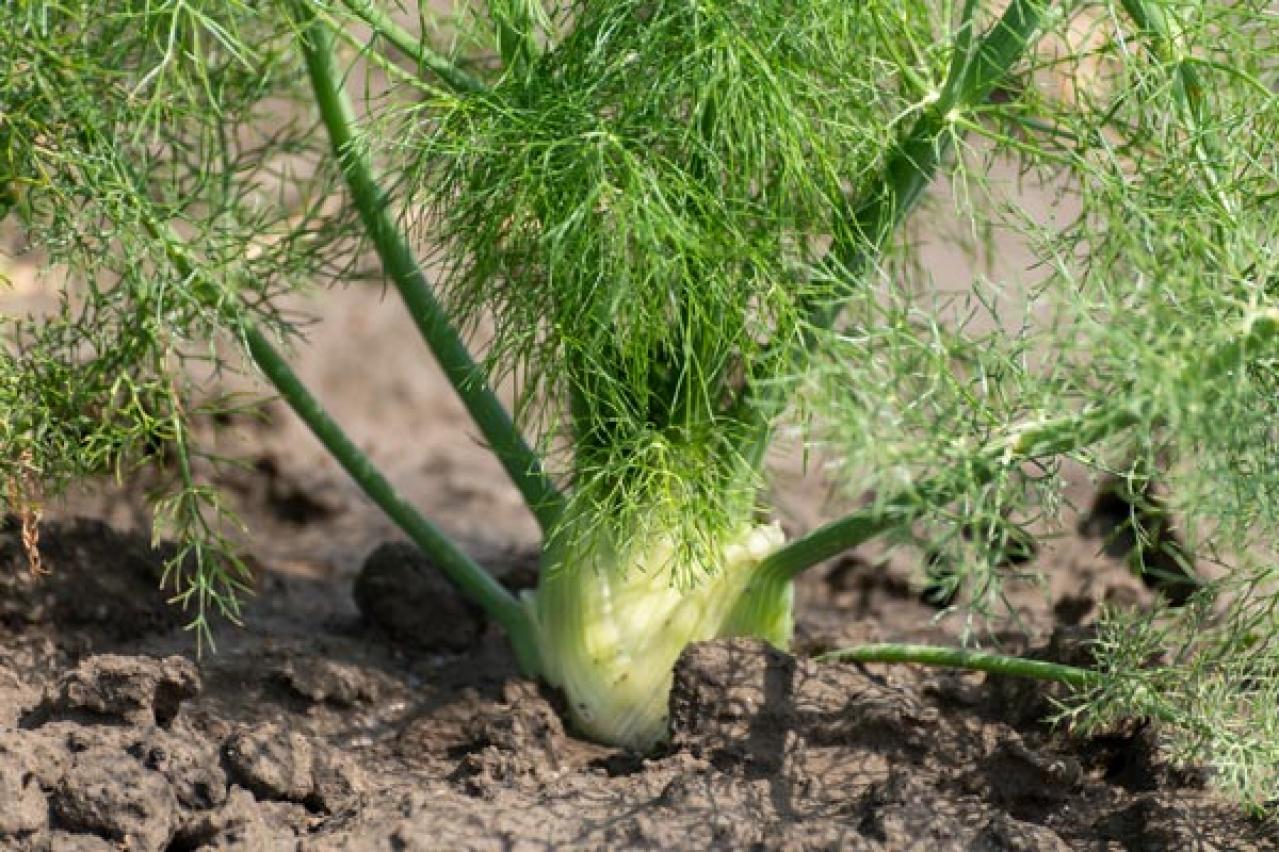 【ガーデニング】キッチンで役立つハーブ［7選］初心者でも育てやすい（画像7）