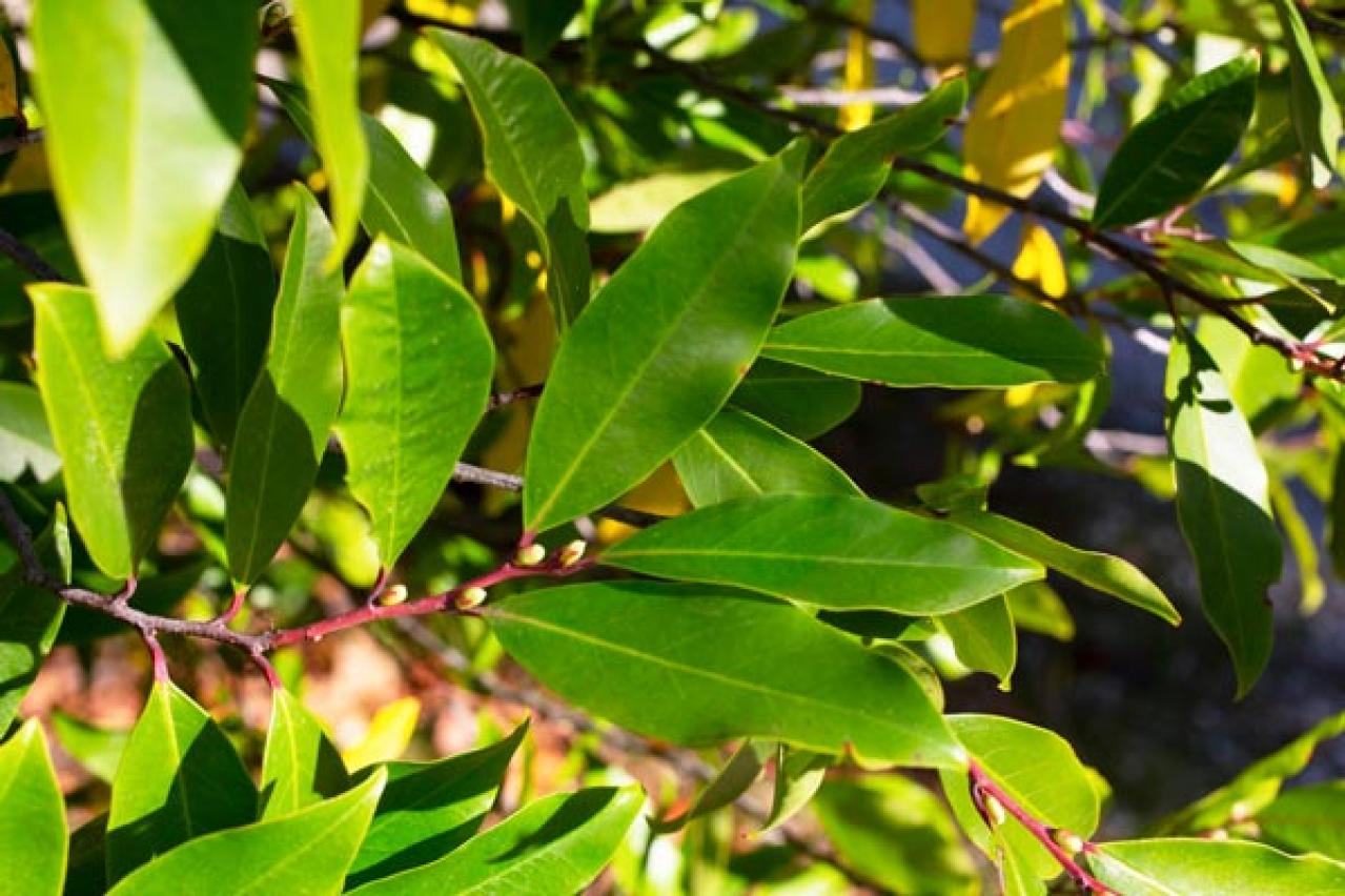 【ガーデニング】キッチンで役立つハーブ［7選］初心者でも育てやすい（画像13）