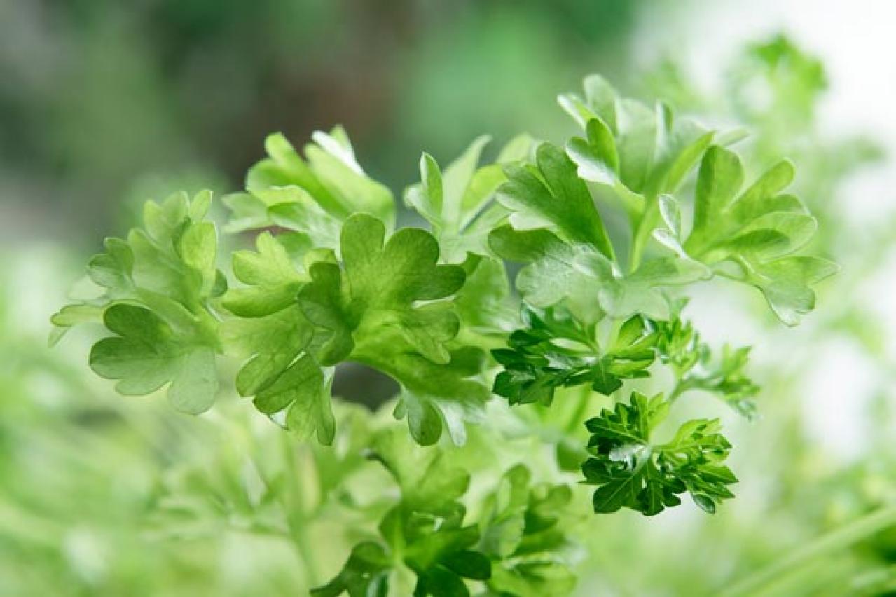 【ガーデニング】キッチンで役立つハーブ［7選］初心者でも育てやすい（画像11）