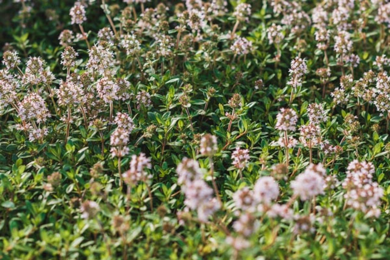 【ガーデニング】キッチンで役立つハーブ［7選］初心者でも育てやすい（画像5）