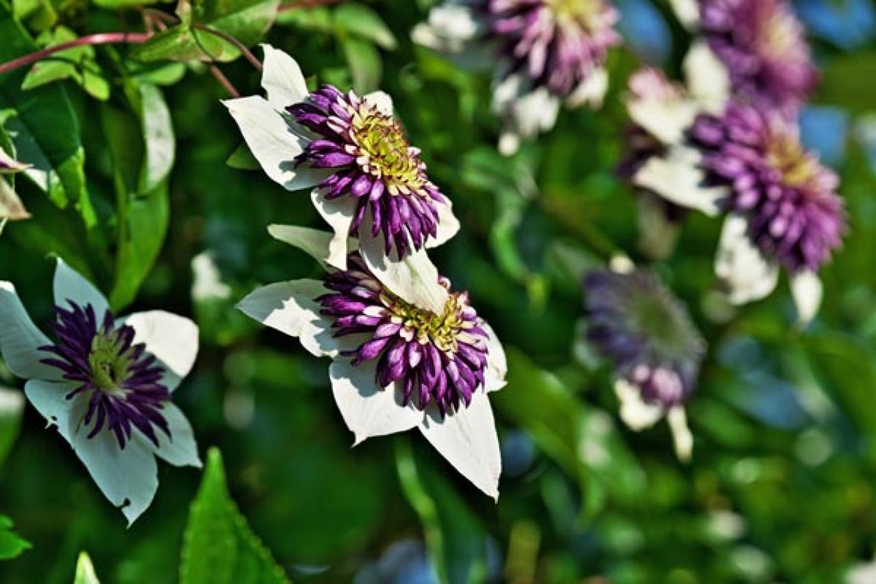 【ガーデニング】クレマチスでフェンスや壁を立体的に飾る。狭い庭やベランダが変身！【つる性の多年草】（画像6）