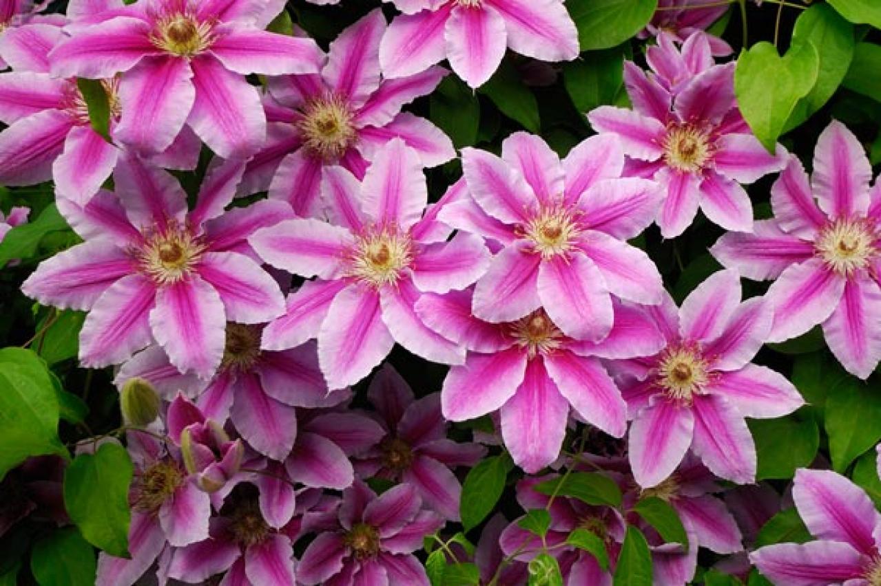 【ガーデニング】クレマチスでフェンスや壁を立体的に飾る。狭い庭やベランダが変身！【つる性の多年草】（画像4）