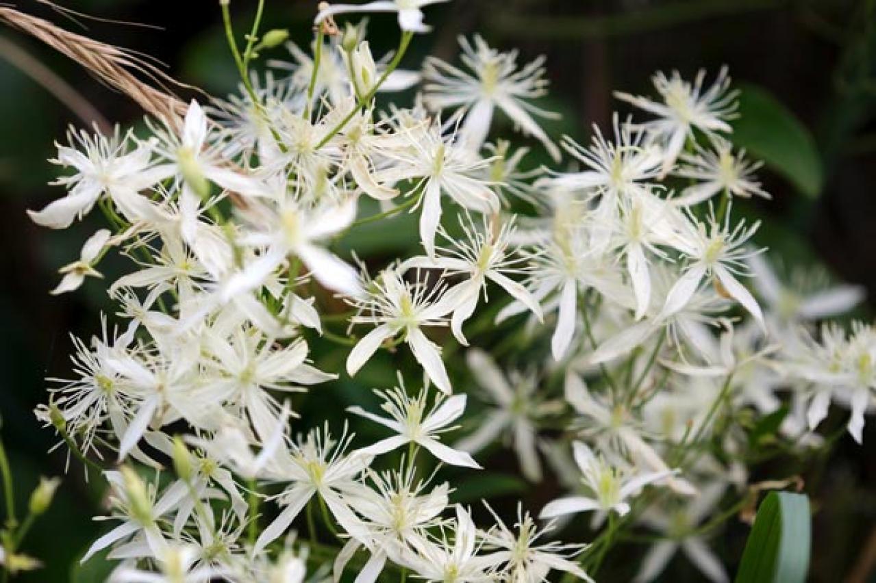 【ガーデニング】クレマチスでフェンスや壁を立体的に飾る。狭い庭やベランダが変身！【つる性の多年草】（画像9）