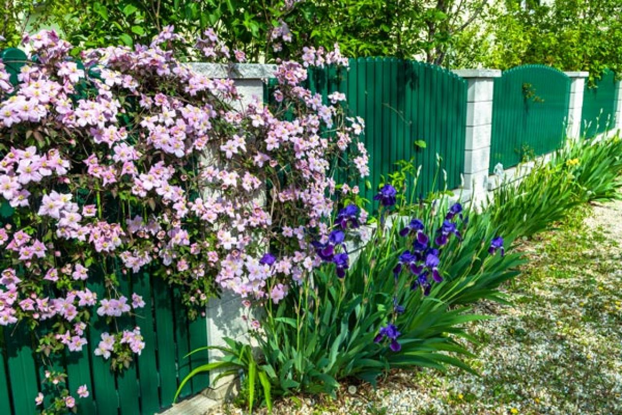 【ガーデニング】クレマチスでフェンスや壁を立体的に飾る。狭い庭やベランダが変身！【つる性の多年草】（画像2）