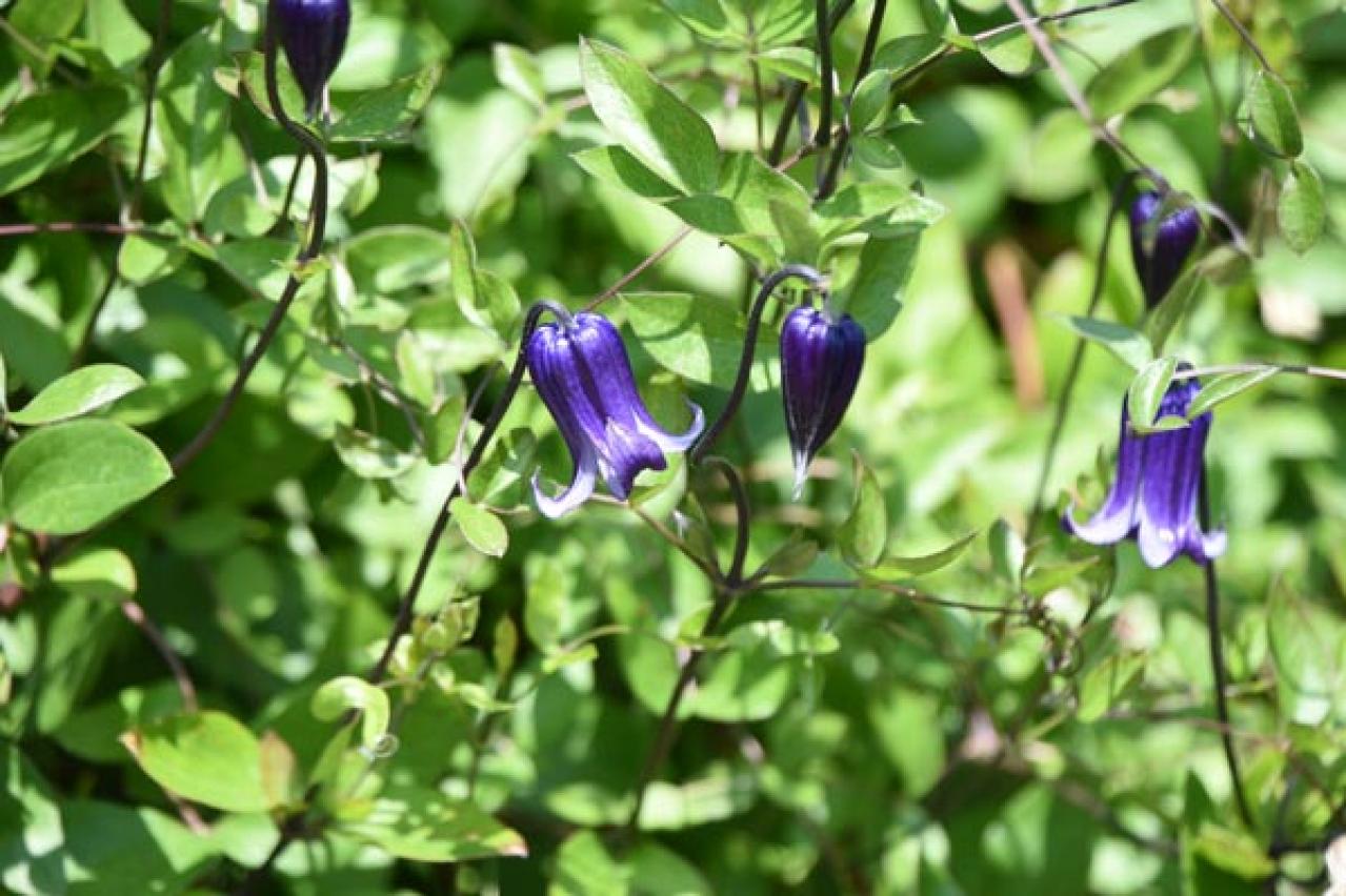 【ガーデニング】クレマチスでフェンスや壁を立体的に飾る。狭い庭やベランダが変身！【つる性の多年草】（画像8）