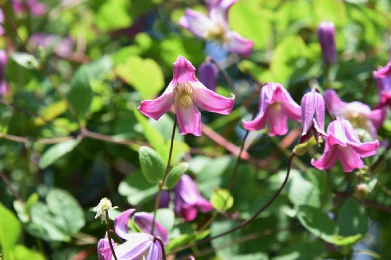 【ガーデニング】クレマチスでフェンスや壁を立体的に飾る。狭い庭やベランダが変身！【つる性の多年草】（画像7）