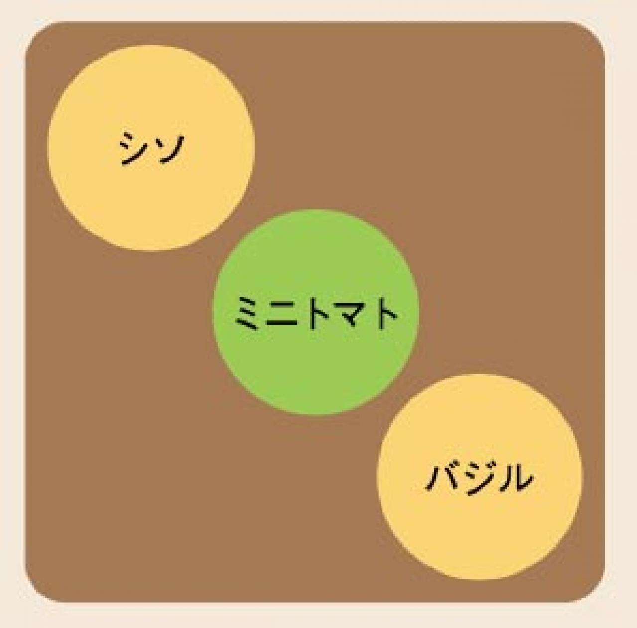 初心者でも失敗しない【ベランダ菜園】ミニトマト＋バジル＋シソで寄せ植えレッスン（画像3）