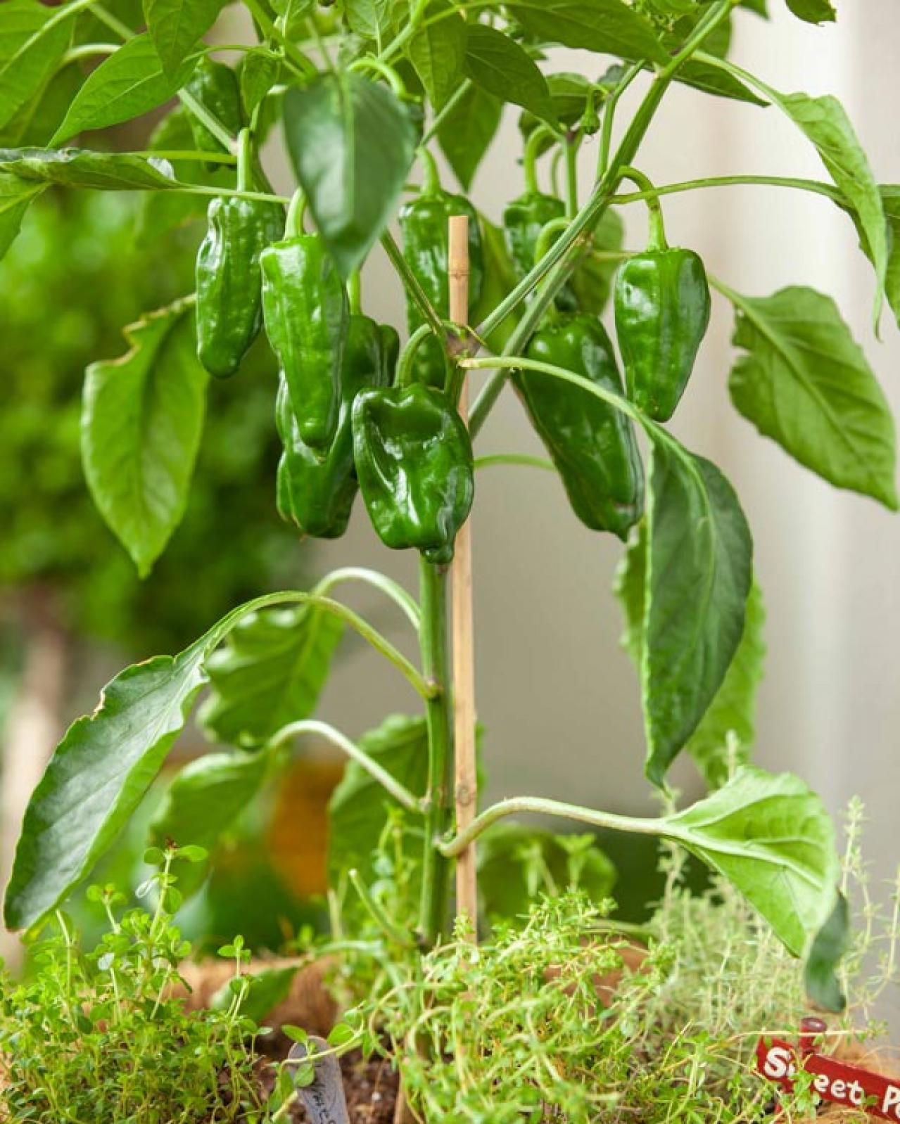 【ガーデニング】初心者でも失敗知らずの「野菜＋ハーブの寄せ植え」とは？ 今すぐ始めたい【ベランダ菜園】（画像3）