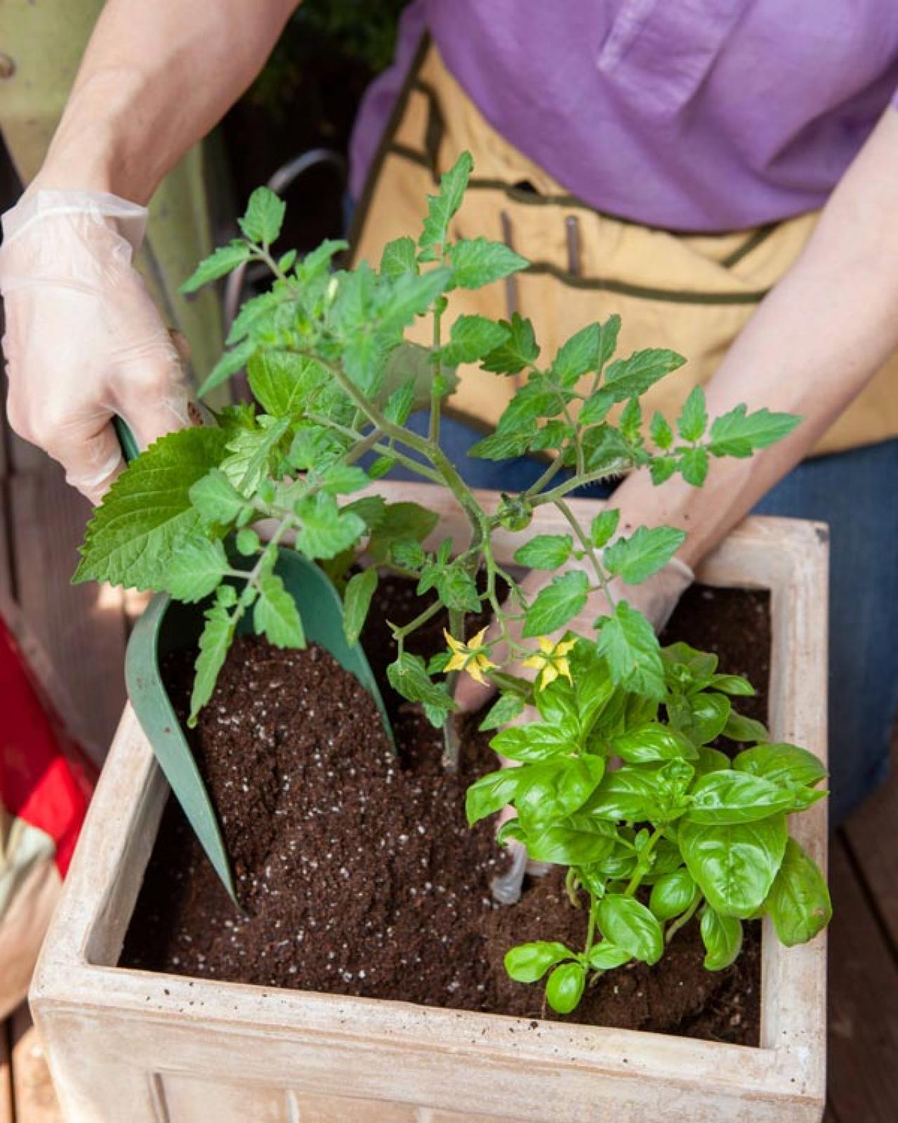初心者でも失敗しない【ベランダ菜園】ミニトマト＋バジル＋シソで寄せ植えレッスン（画像6）