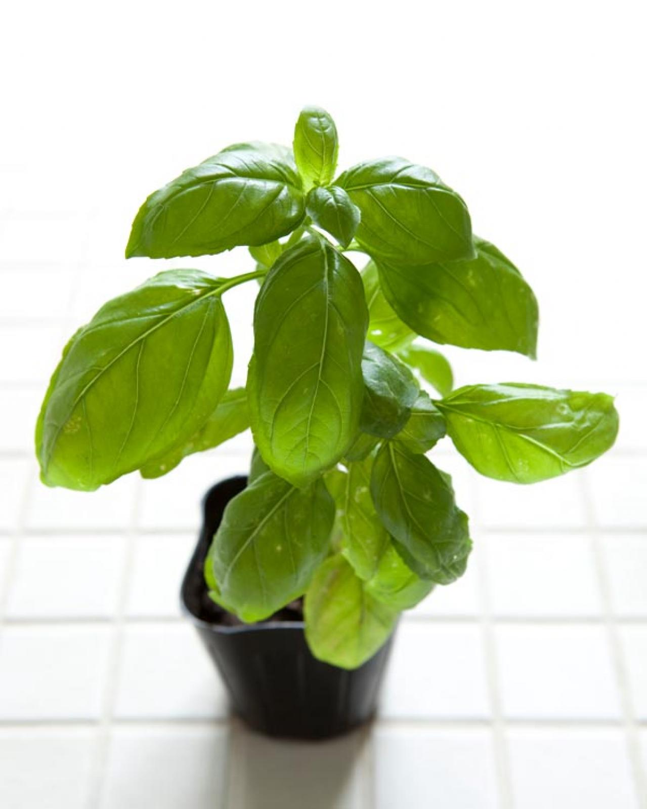 【ガーデニング】初心者でも失敗知らずの「野菜＋ハーブの寄せ植え」とは？ 今すぐ始めたい【ベランダ菜園】（画像8）