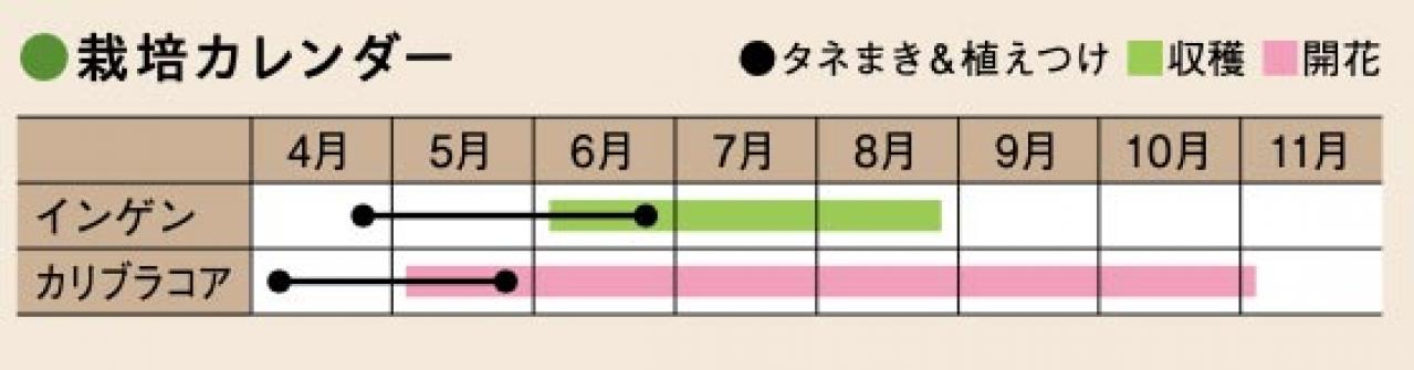 初心者でも失敗しない【ベランダ菜園】ミニトマト＋バジル＋シソで寄せ植えレッスン（画像27）