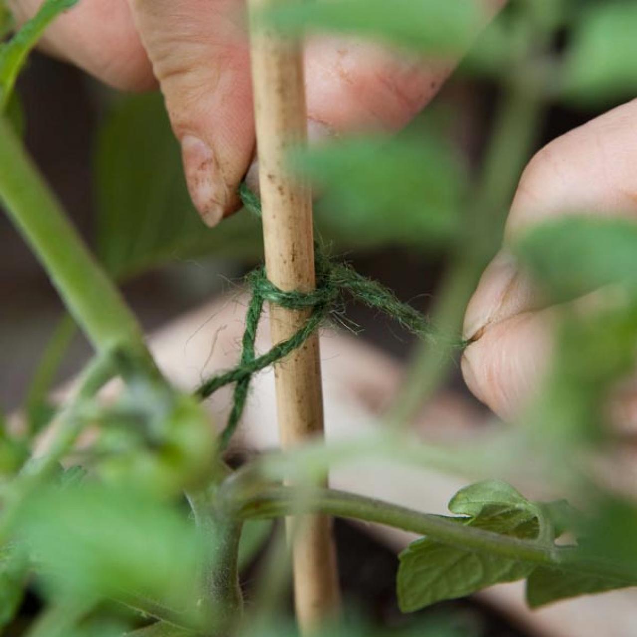 初心者でも失敗しない【ベランダ菜園】ミニトマト＋バジル＋シソで寄せ植えレッスン（画像8）
