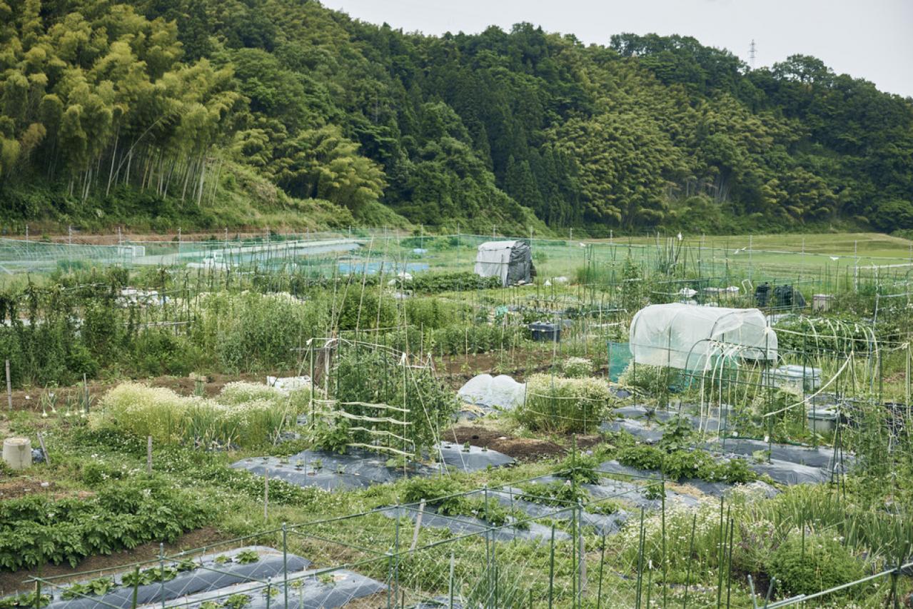 都会から地方へ。畑仕事をはじめたデザイナーAsakoさんの「農」のある暮らし（画像9）